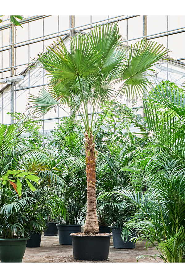 Livistona Chinensis (380–470)