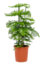 Araucaria heterophylla