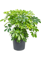 Schefflera arboricola compacta