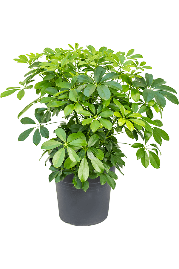 Schefflera arboricola compacta