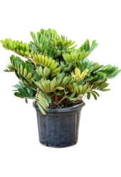 Zamia Furfuracea (80–100)