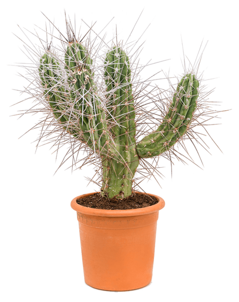 Stetsonia
