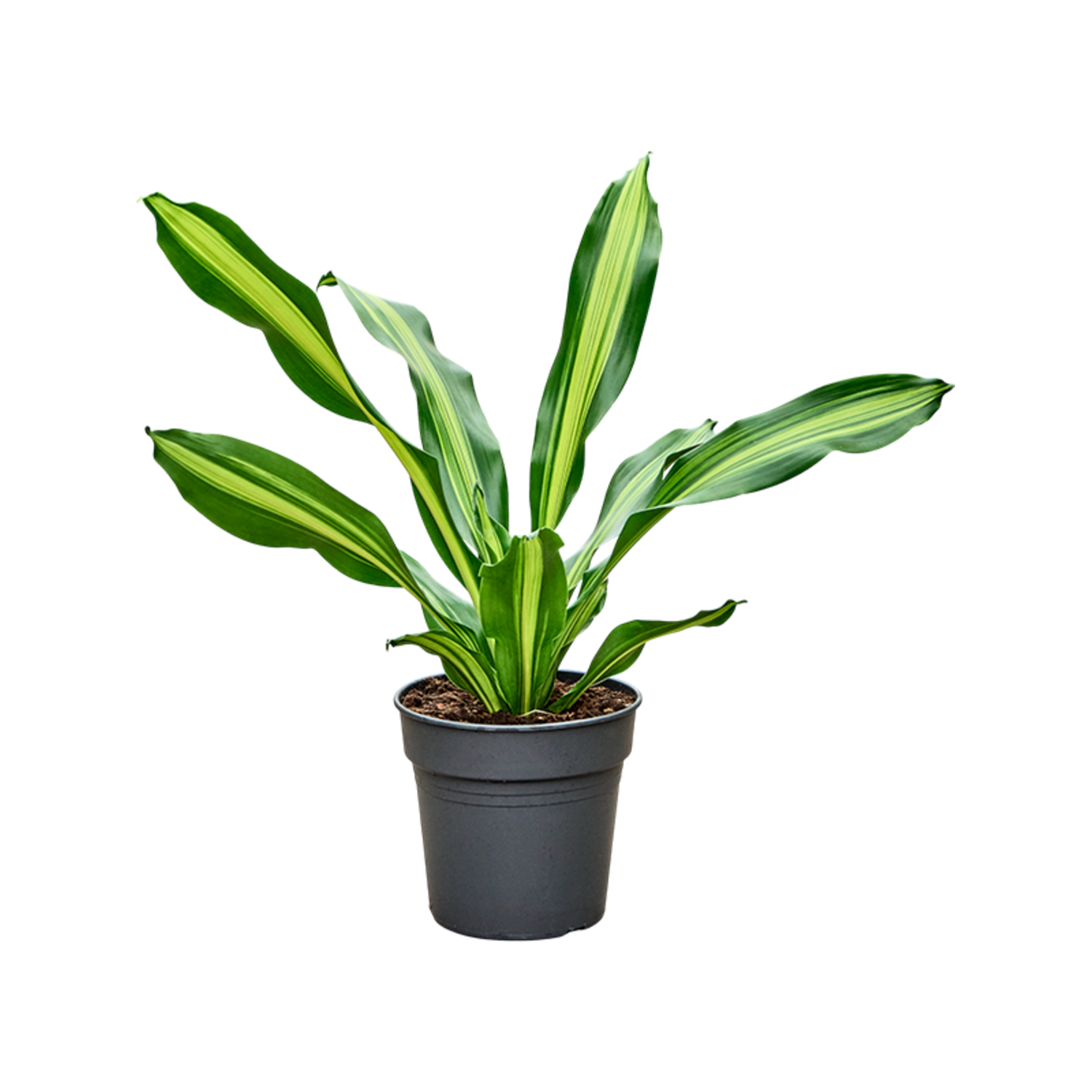efeutute rosa Grosse Efeutute Marble Queen | Epipremnum main image 1