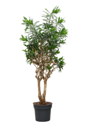 Pleomele (Dracaena) Reflexa