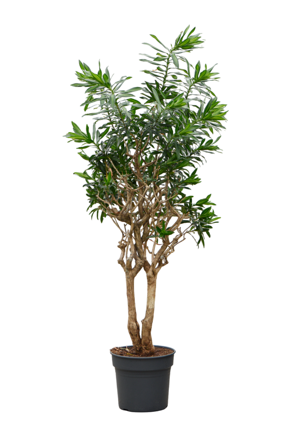 Pleomele (Dracaena) Reflexa
