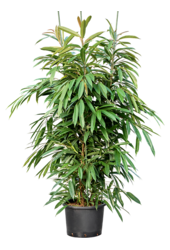 Hydroplant Ficus Binnendijkii Amstel King