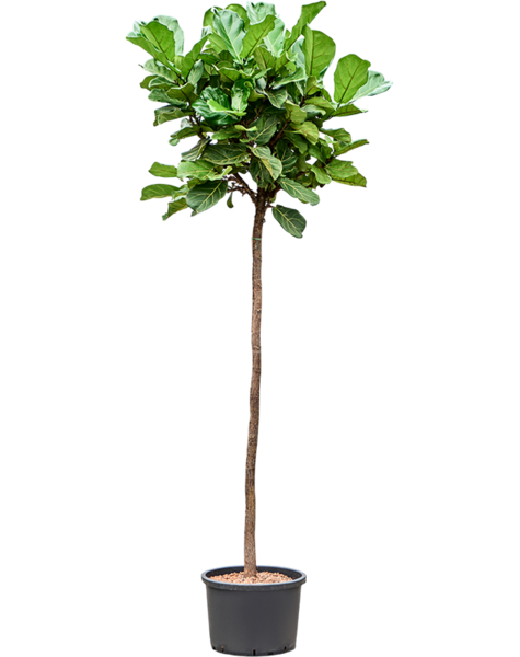 Hydroplant Ficus