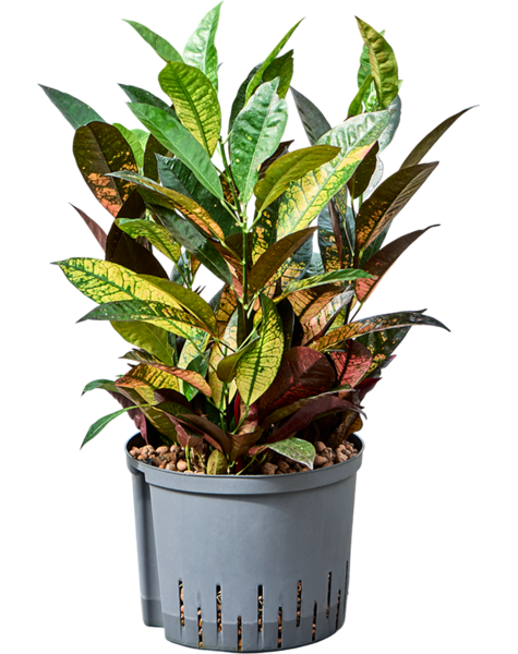Hydroplant Croton