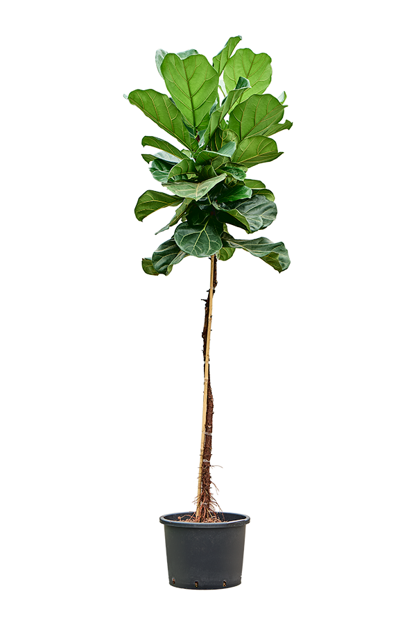 Hydroplant Ficus Lyrata