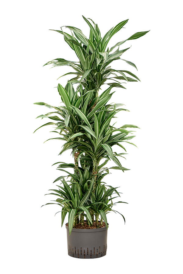 Hydroplant Dracaena Fragrans Ulises