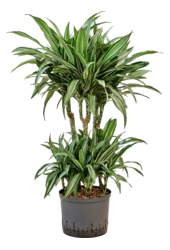Hydroplant Dracaena Fragrans Ulises