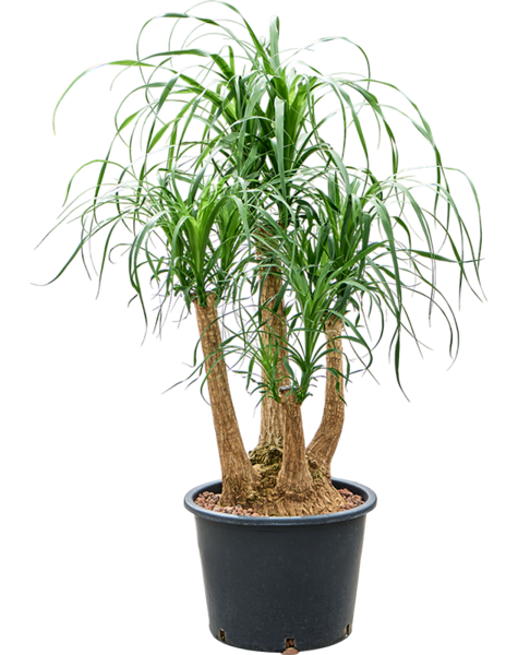 Hydroplant Beaucarnea
