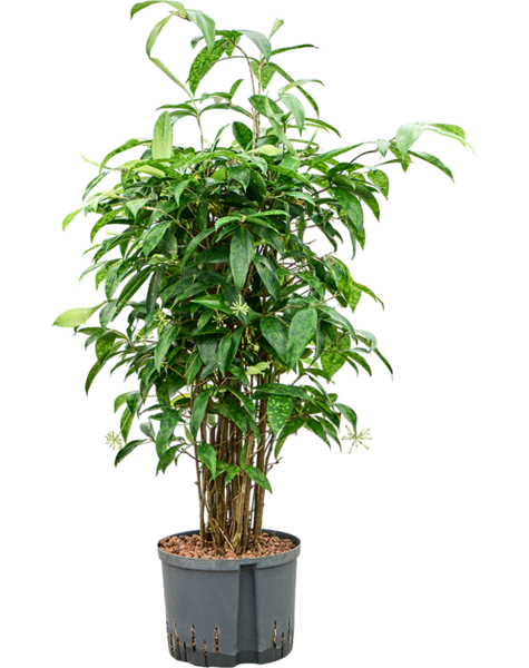 Hydroplant Dracaena