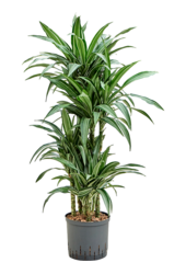 Hydroplant Dracaena Fragrans Ulises