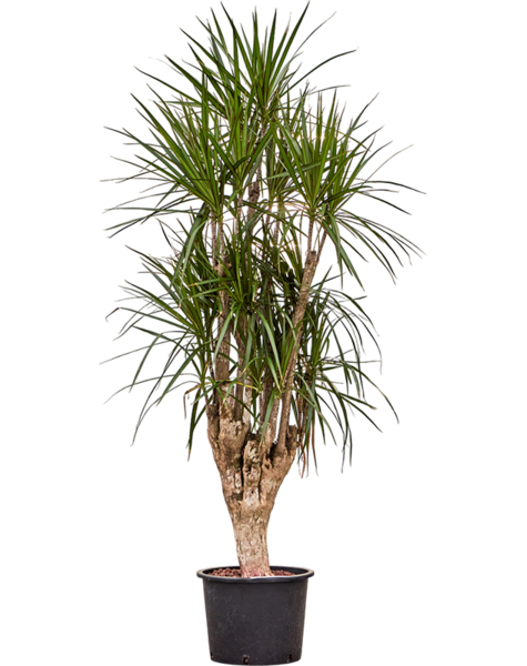 Hydroplant Dracaena