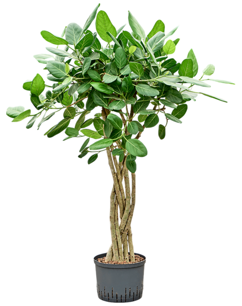 Hydroplant Ficus