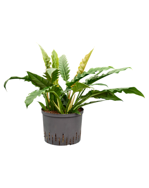 Hydroplant Philodendron
