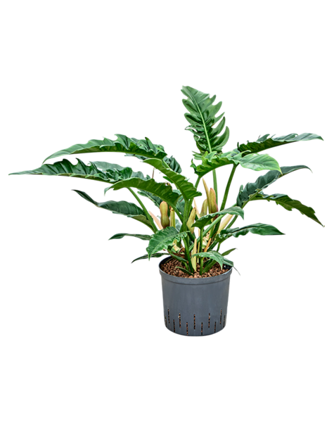 Hydroplant Philodendron