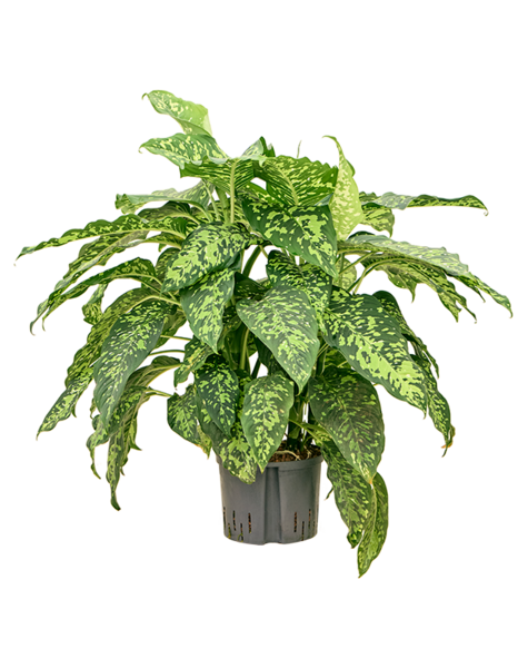 Hydroplant Dieffenbachia
