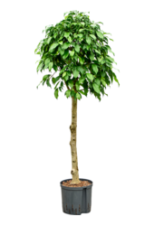 Hydroplant Ficus Benjamina Säulenform