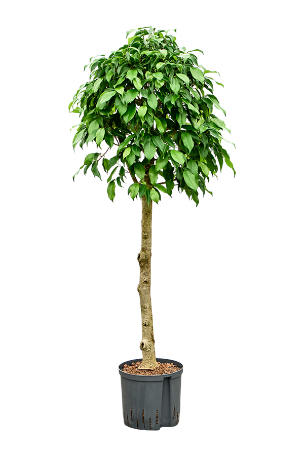 Hydroplant Ficus Benjamina Säulenform