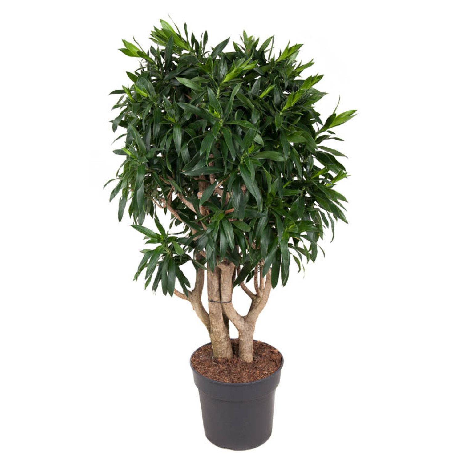 Dracaena reflexa XL - www.fleurdirect.com