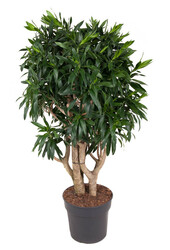 Dracaena reflexa XL