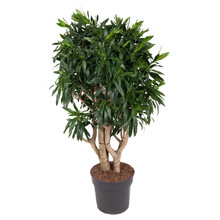 Dracaena