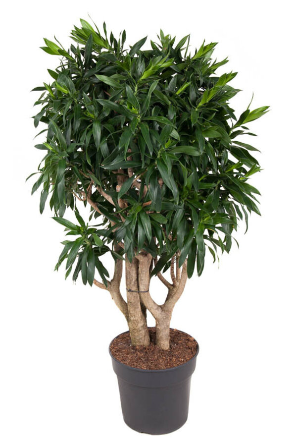 Dracaena reflexa XL