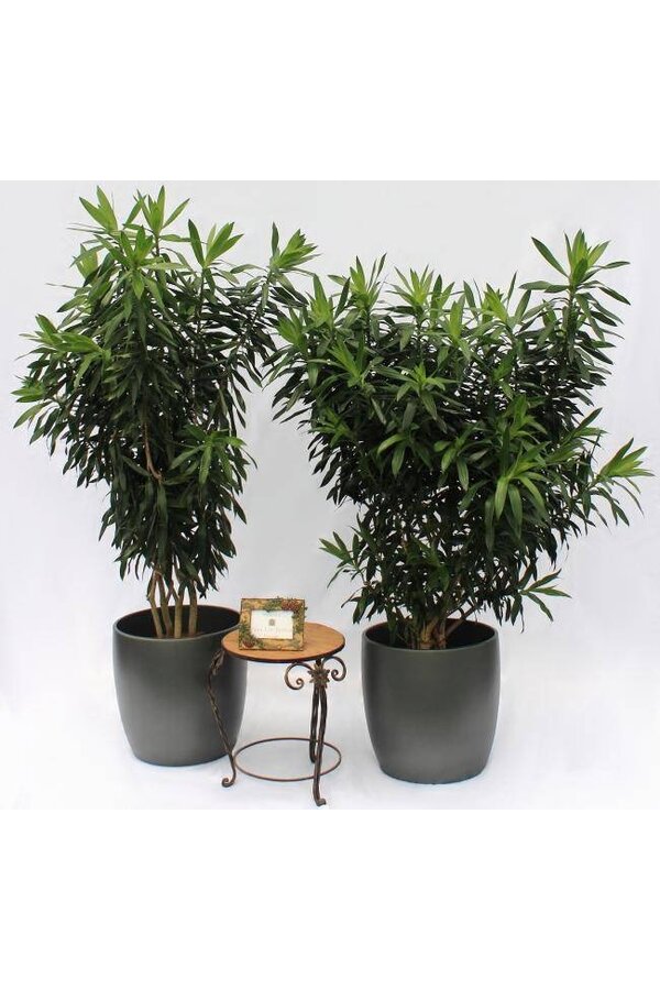 Dracaena reflexa XL