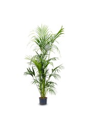 Hydrokulturpflanze Kentia (howea) forsteriana