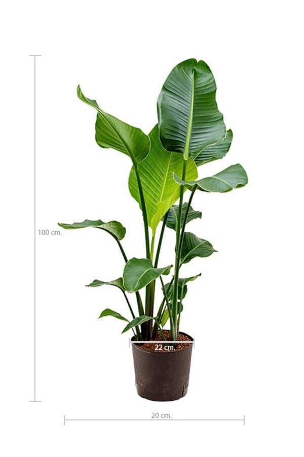 Hydrokulturpflanze Strelitzia nicolai