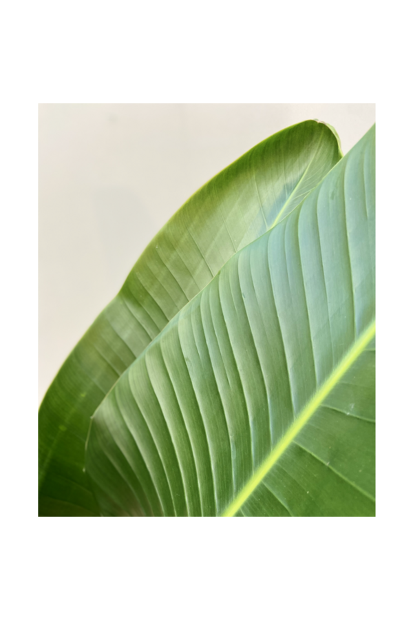 Hydrokulturpflanze Strelitzia nicolai