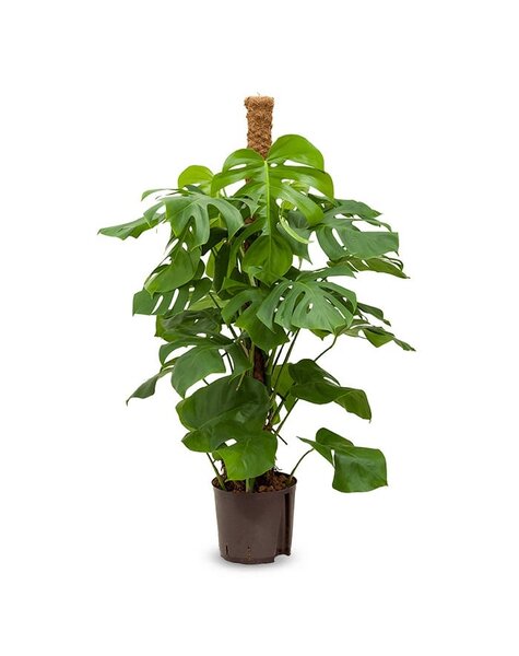 Hydrokulturpflanze Monstera