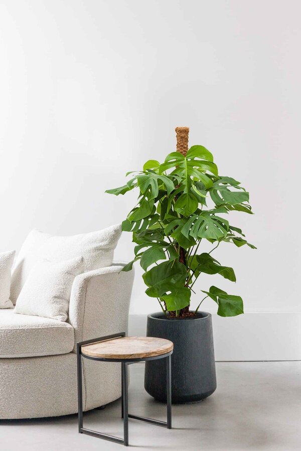 Hydrokulturpflanze Philodendron pertusem (monstera)