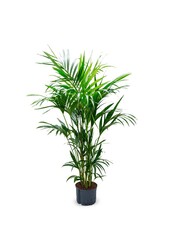 Hydrokulturpflanze Kentia (howea) forsteriana