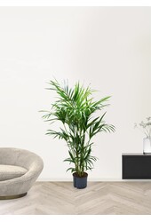 Hydrokulturpflanze Kentia (howea) forsteriana