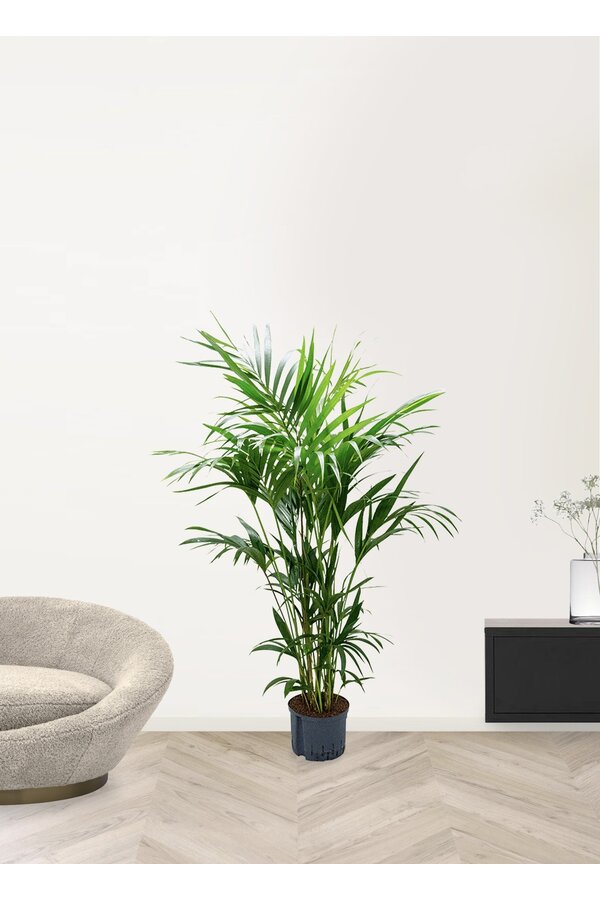 Hydrokulturpflanze Kentia (howea) forsteriana