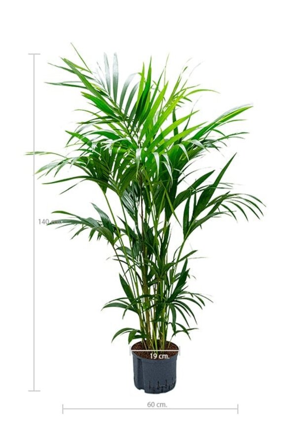 Hydrokulturpflanze Kentia (howea) forsteriana