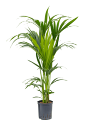 Hydrokulturpflanze Kentia (howea) forsteriana