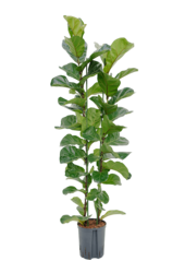 Hydrokulturpflanze Ficus lyrata bambino S