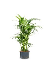 Wasserpflanze Kentia (howea) forsteriana