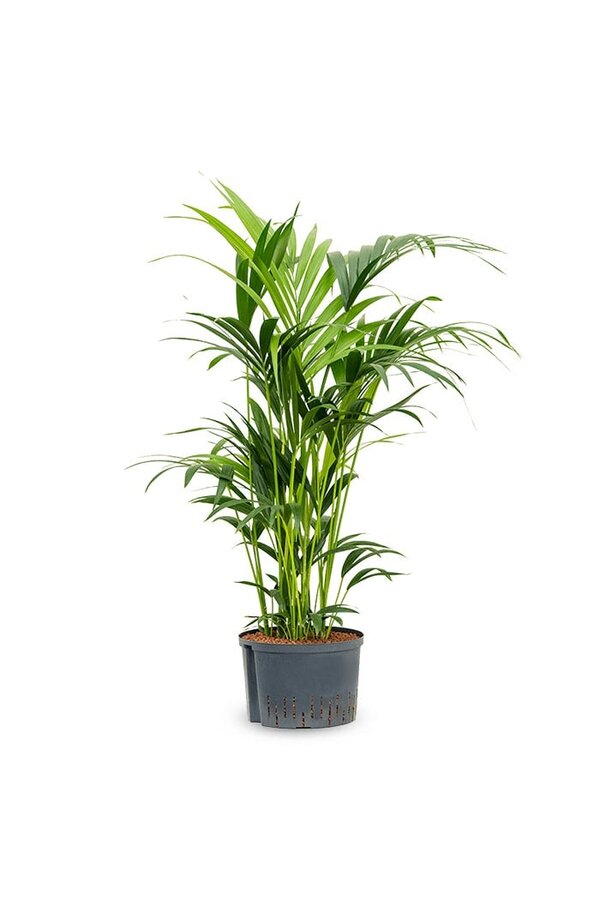 Wasserpflanze Kentia (howea) forsteriana