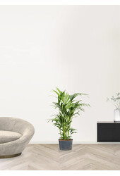 Wasserpflanze Kentia (howea) forsteriana