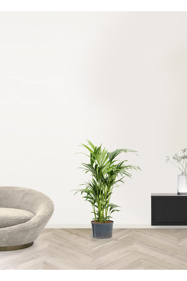 Wasserpflanze Kentia (howea) forsteriana