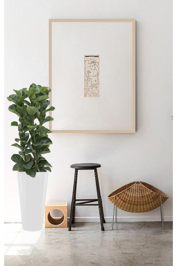 Hydroplant Ficus Lyrata in schwarzem selbstbewässernden Runner