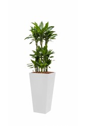 Dracaena Janet im selbstbewässernden Ausläufer