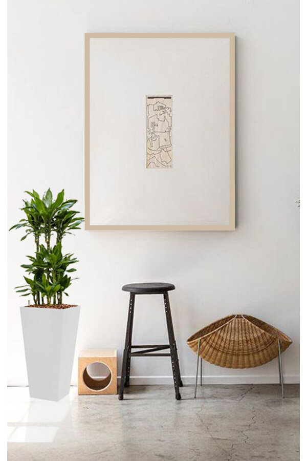 Dracaena Janet im selbstbewässernden Ausläufer