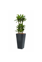 Dracaena Janet im selbstbewässernden Ausläufer