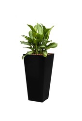 Hydroplant Aglaonema Silver Bay in anthrazit Selbstbewässerung Runner - Kopie